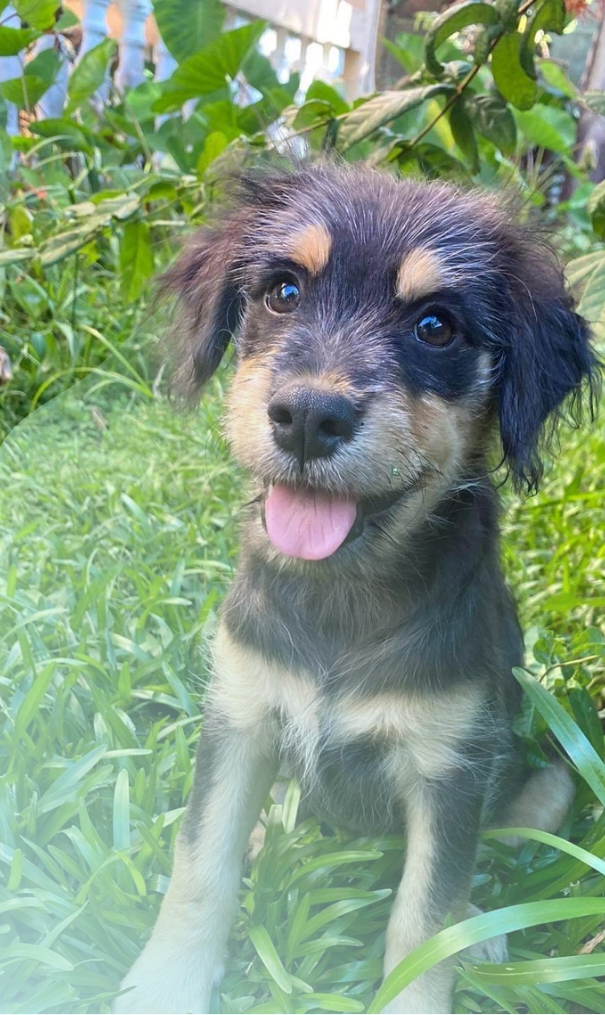 chien assis et souriant