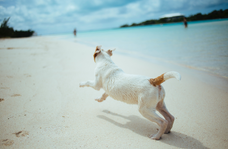 chien qui court sur la plage