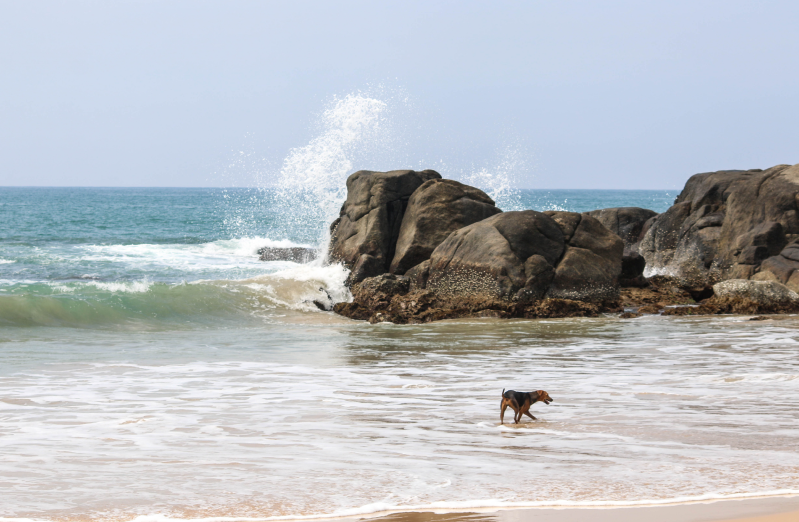 chien au loin sur la plage