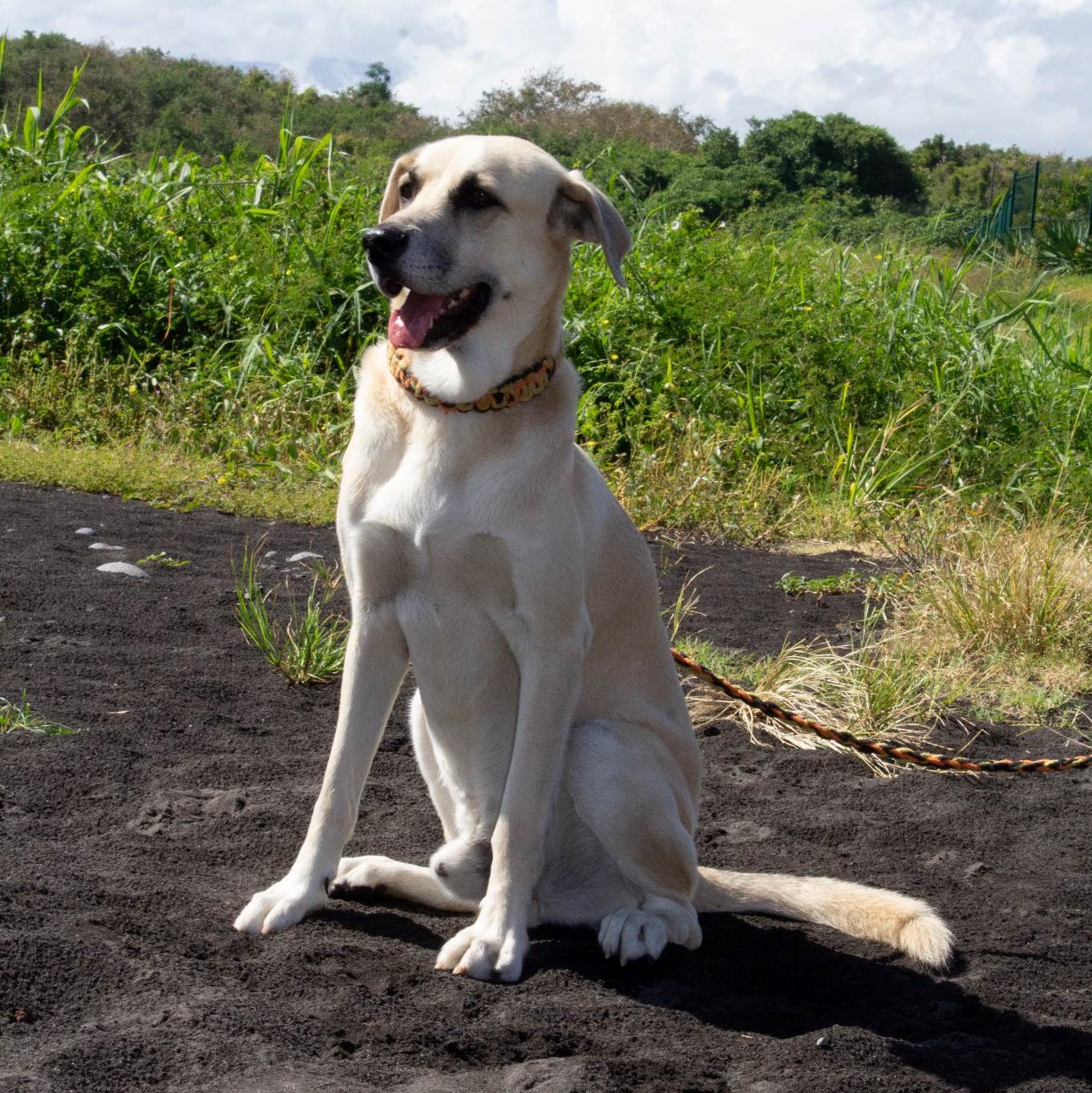 chien blanc assis sur du sable noir
