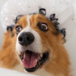 chien dans une baignoire avec une charlotte de bain sur la tête. A gauche, un canard en plastique jaune et à droite, deux points d'interrogation