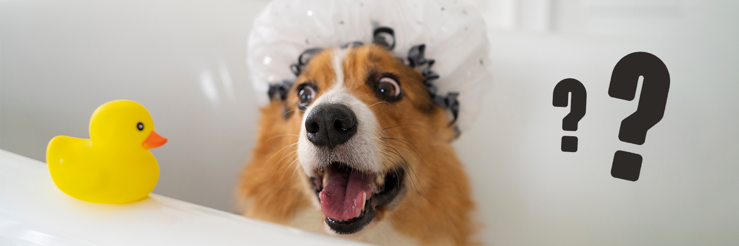chien dans une baignoire avec une charlotte de bain sur la tête. A gauche, un canard en plastique jaune et à droite, deux points d'interrogation
