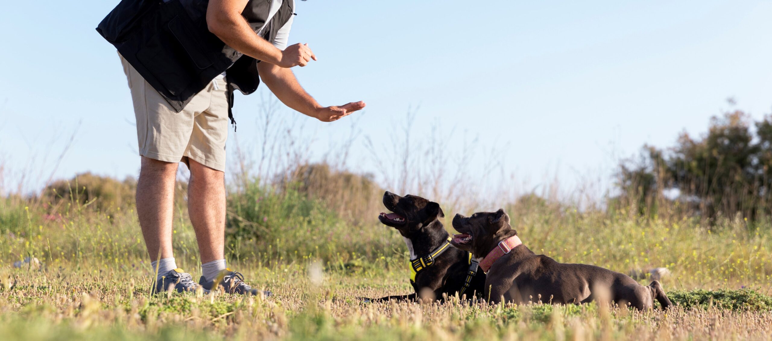 homme à gauche qui éduque ses deux chiens à droite