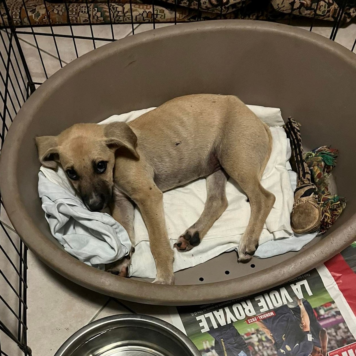 petit chiot beige couché dans une panière