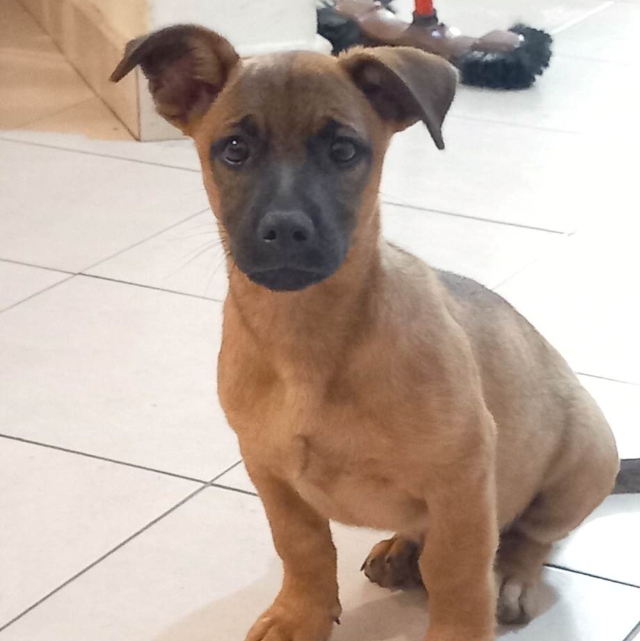 chiot beige type malinois miniature