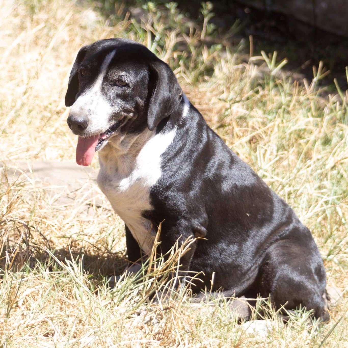 portrait d'un chien noir et blanc dans l'herbe de profil