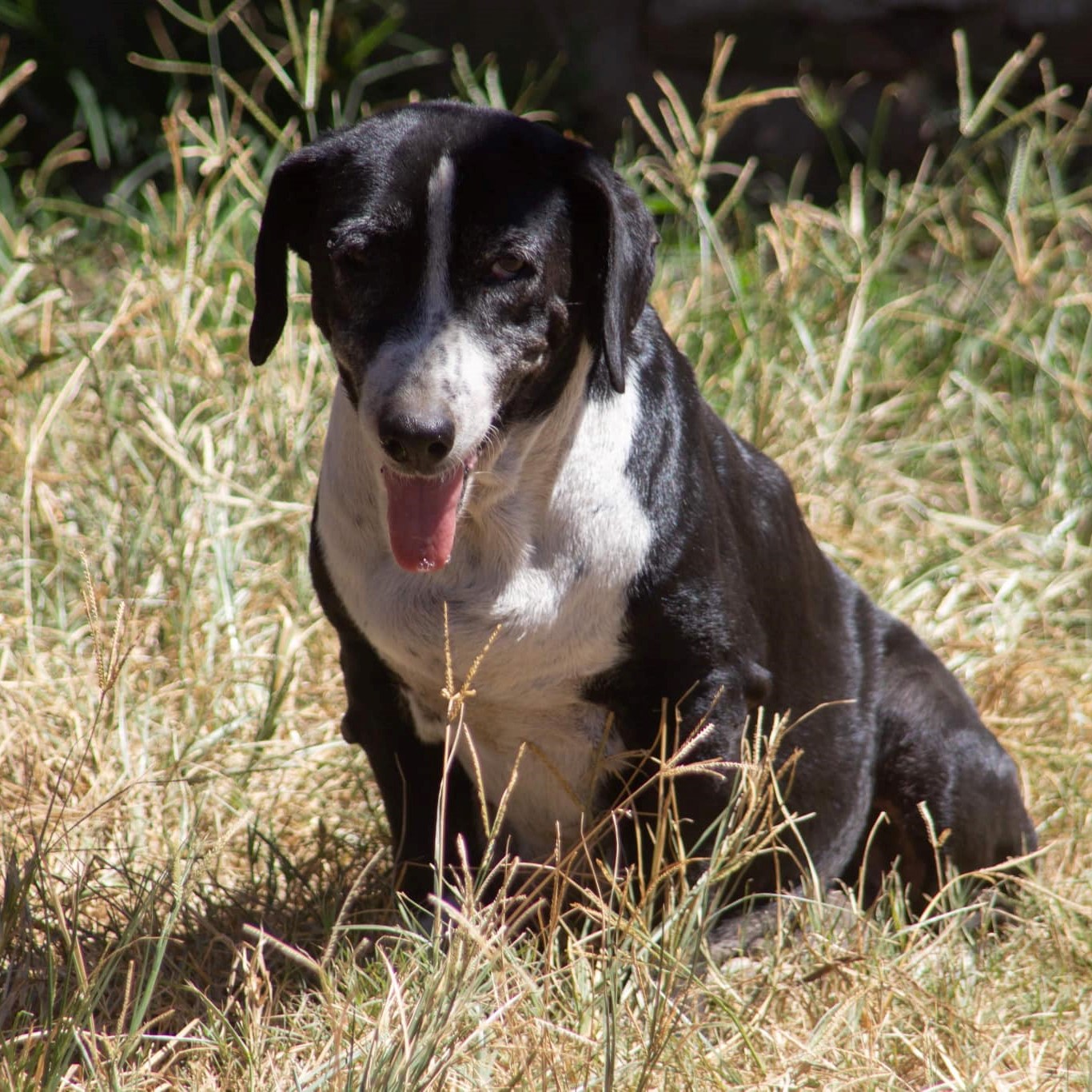 portrait d'un chien noir et blanc dans l'herbe assis de face