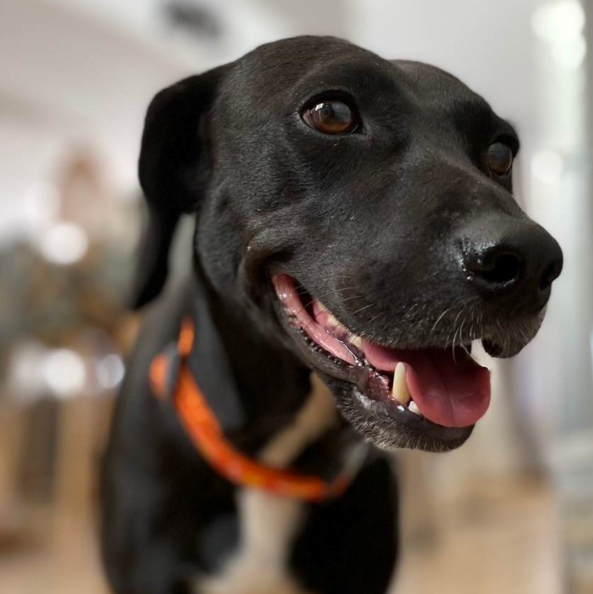 portrait d'un chien noir qui porte un collier orange vif