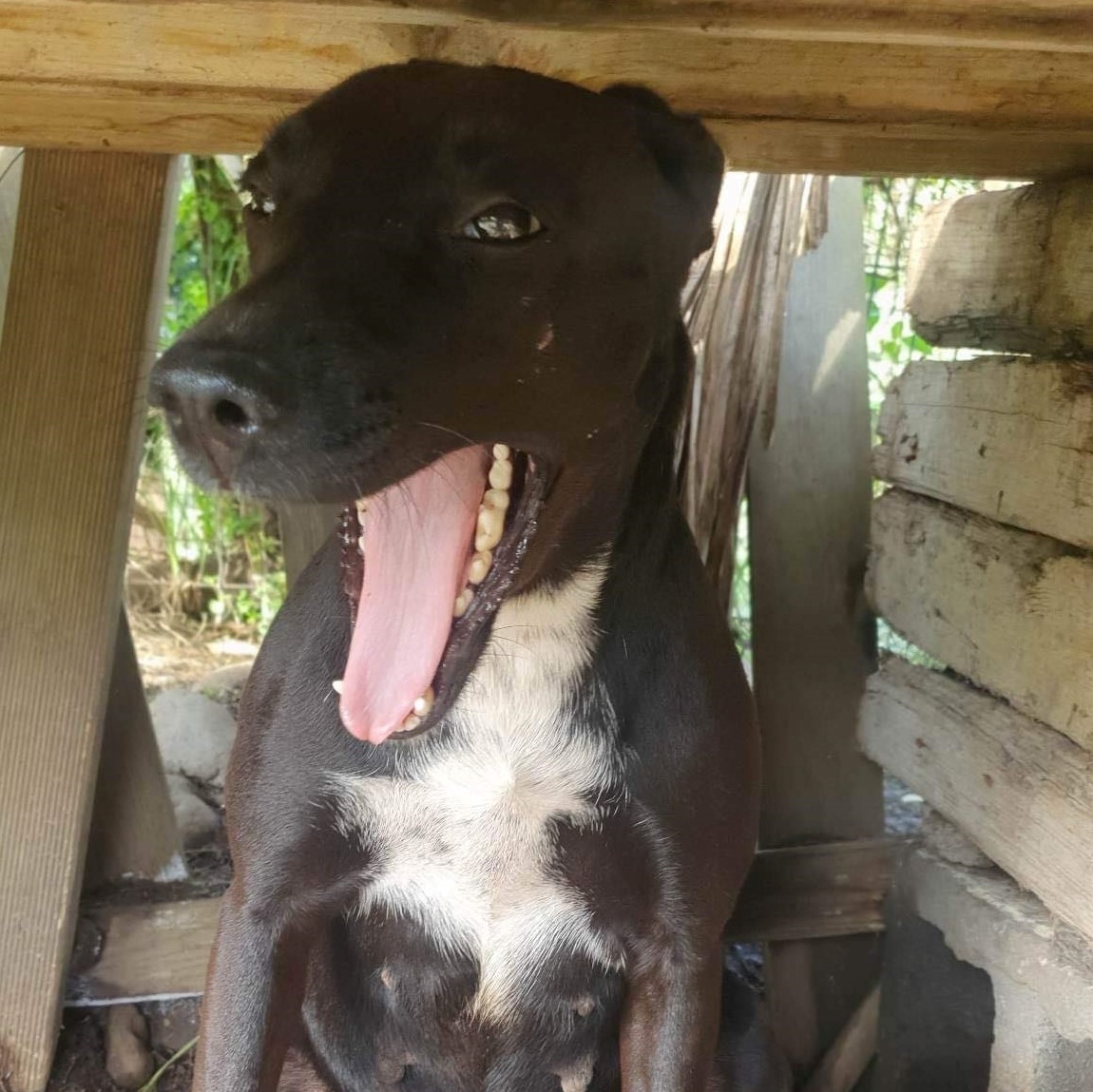 portrait d'un chien noir et blanc qui baille