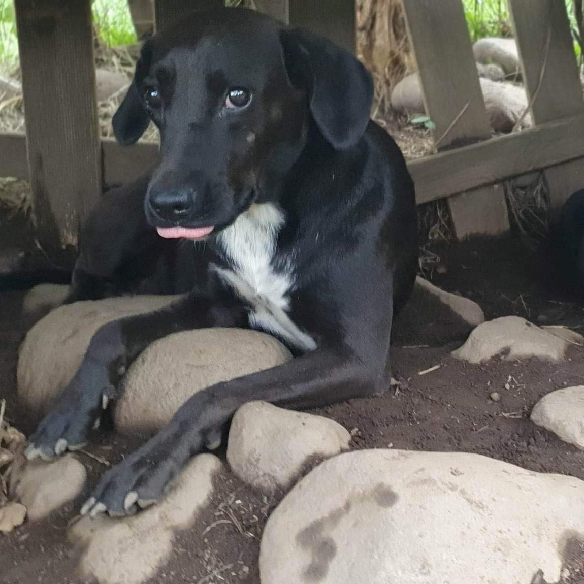 chien noir et blanc qui se lèche la truffe, allongé sur le sol