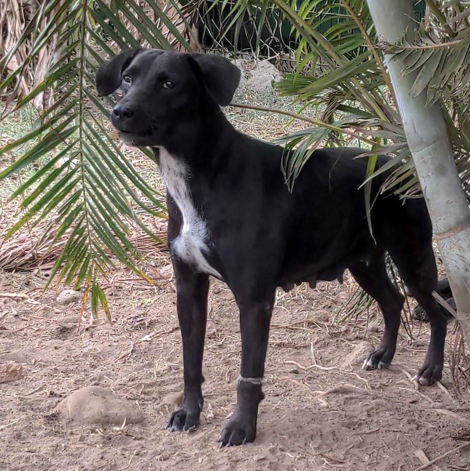 chienne noire et blanche sous debout entourée de végétation