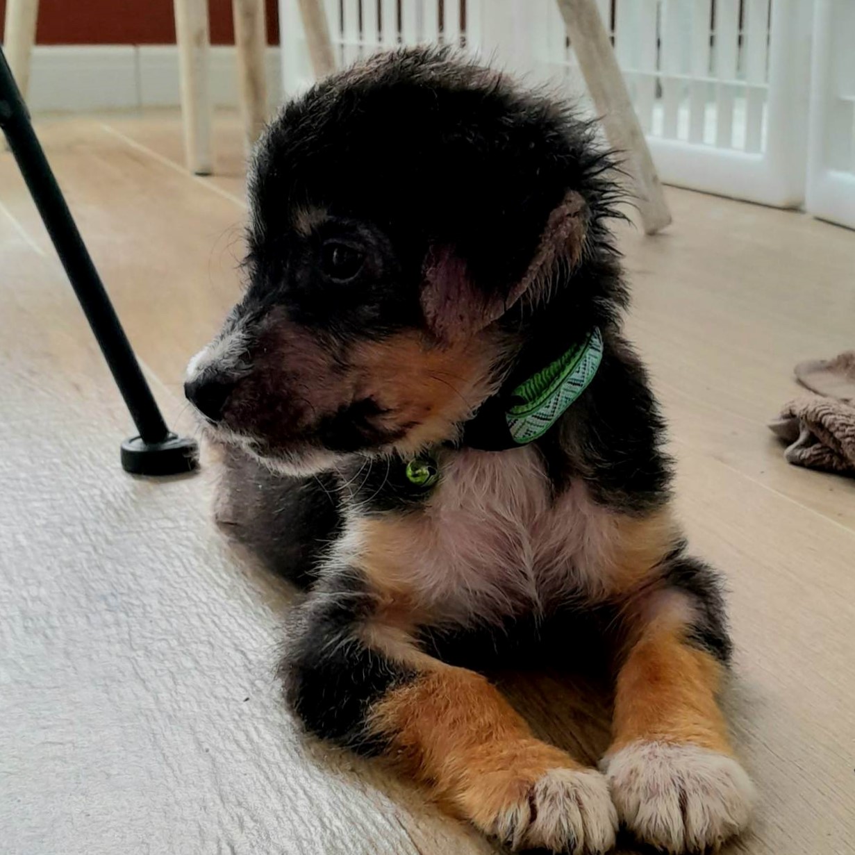 chiot tricolore couché avec un collier vert