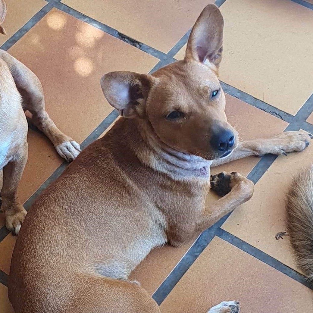 chien royal bourbon avec les oreilles dressées de couleur fauve couché au sol qui regarde sur le coté