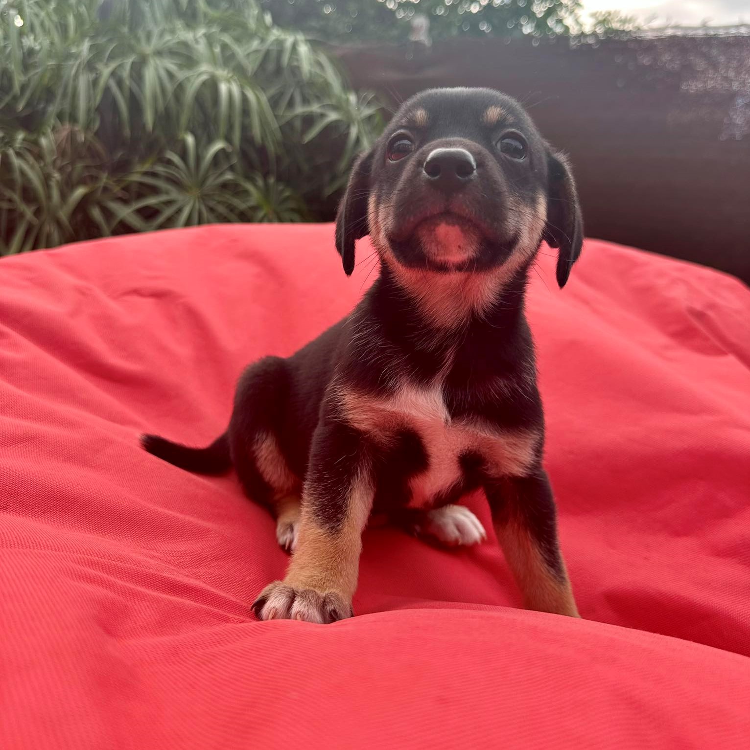 chiot tricolore assis sur un fond rouge