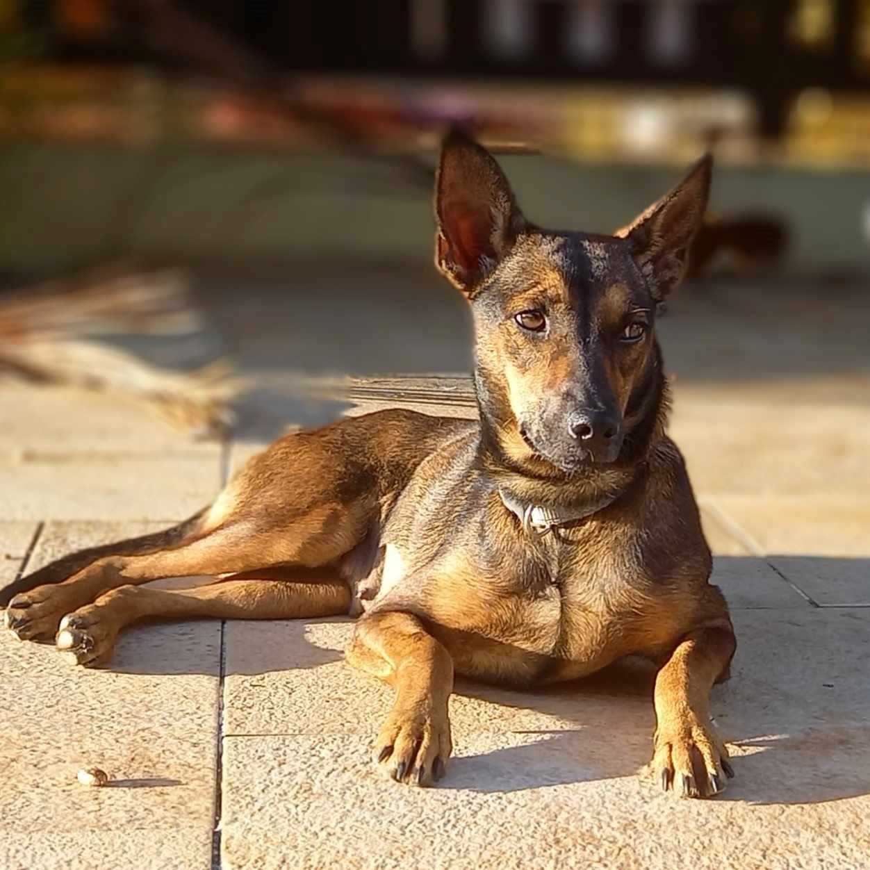 chien de type berger avec les oreilles dressées couchée