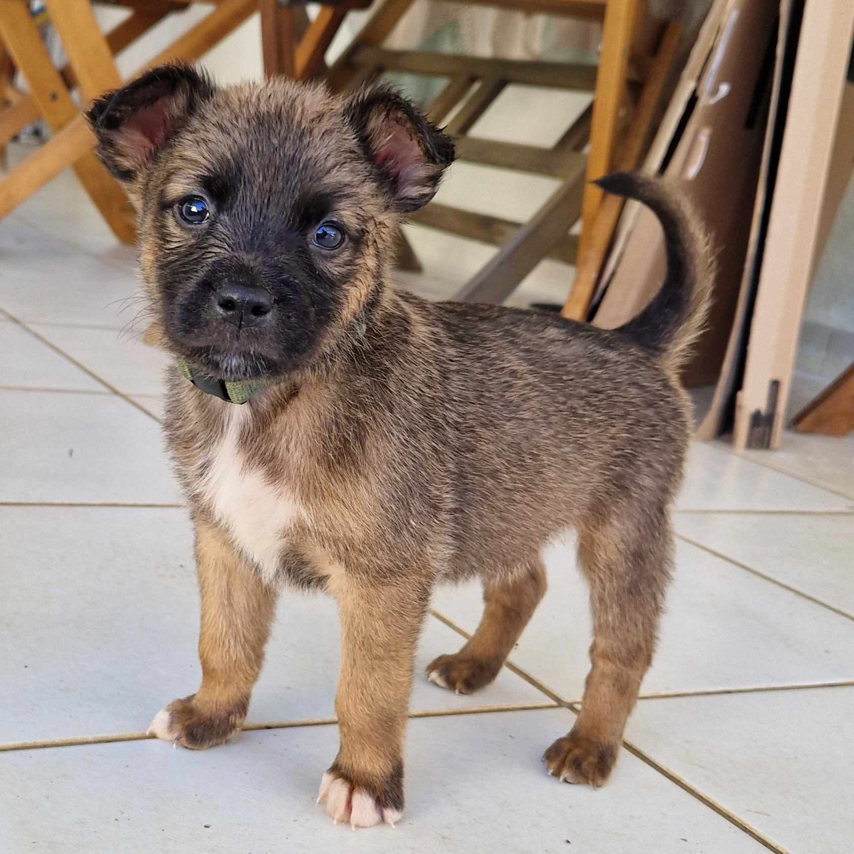 chiot de type berger