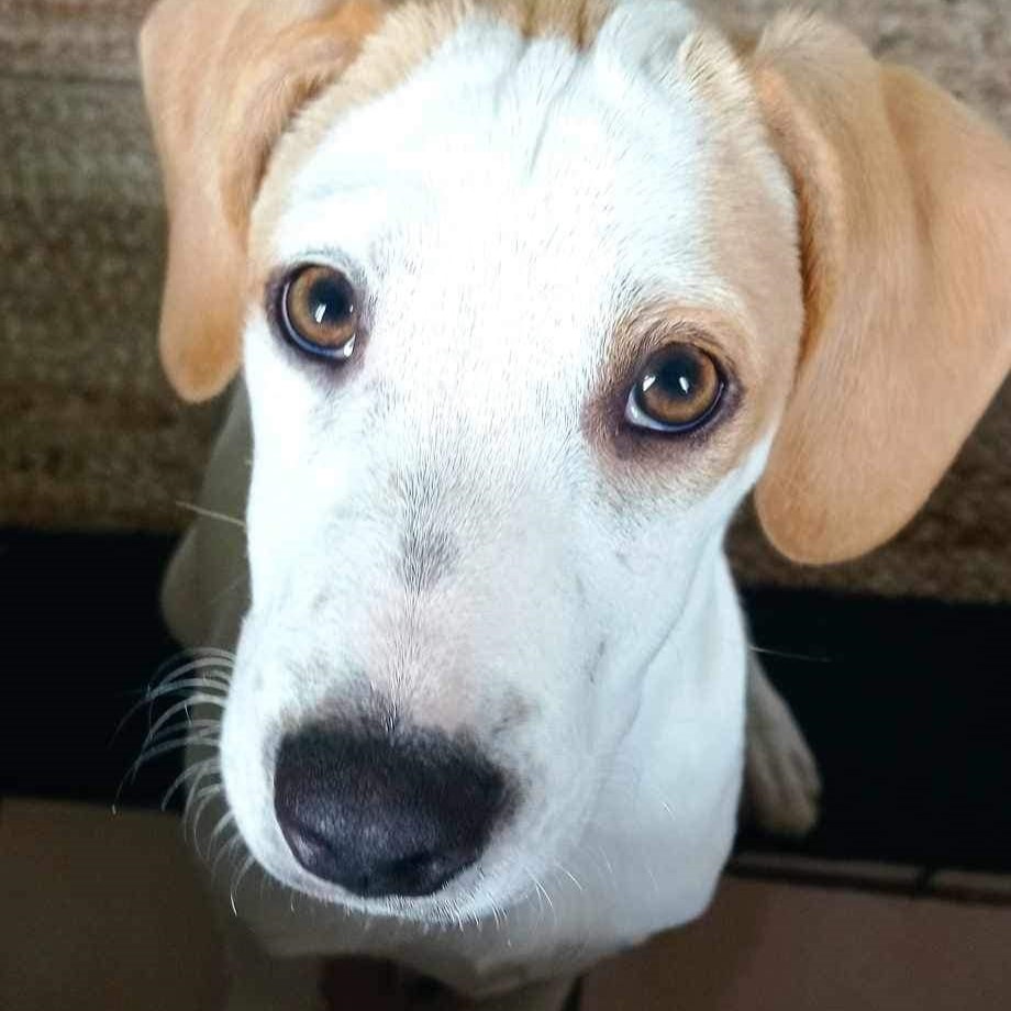 chien blanc avec des tâches marron