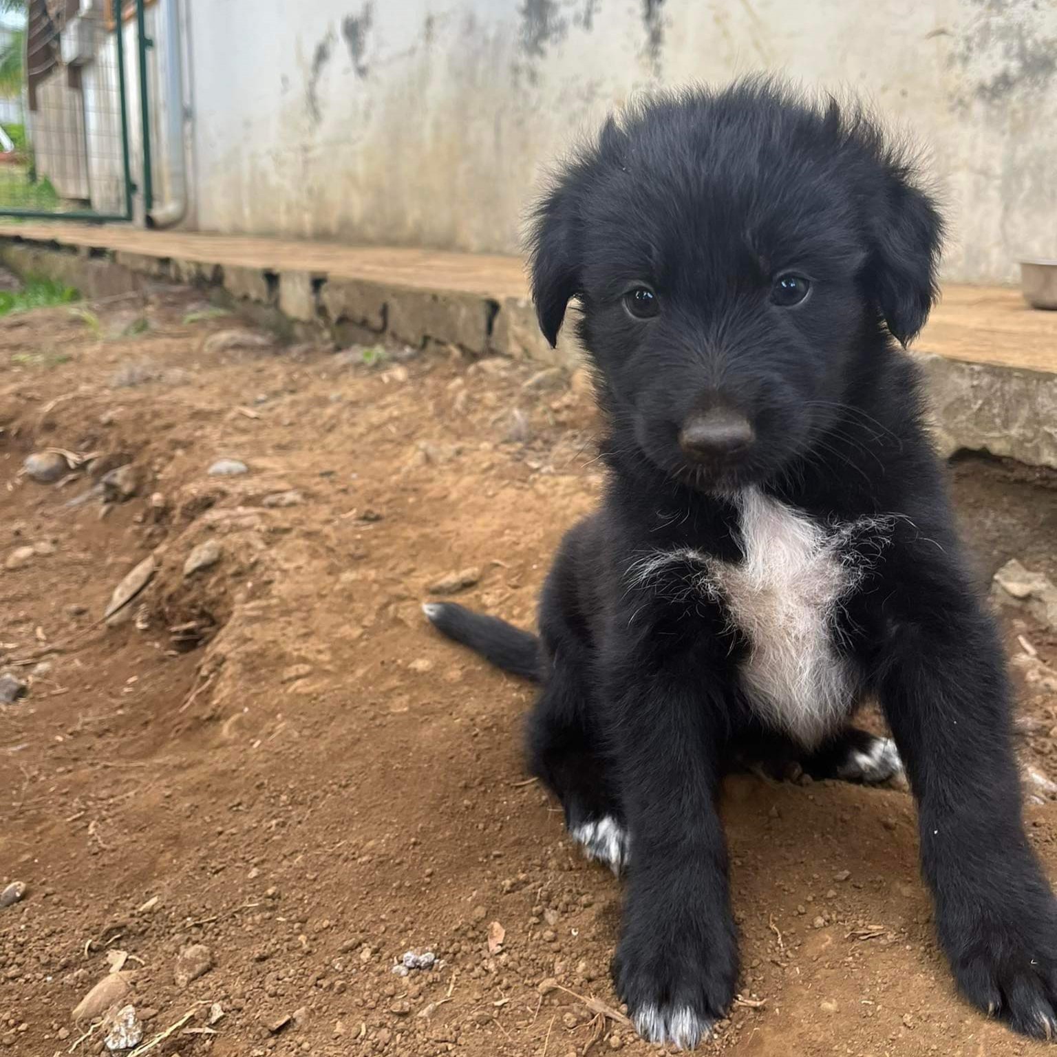 chiot noir avec un plastron blanc