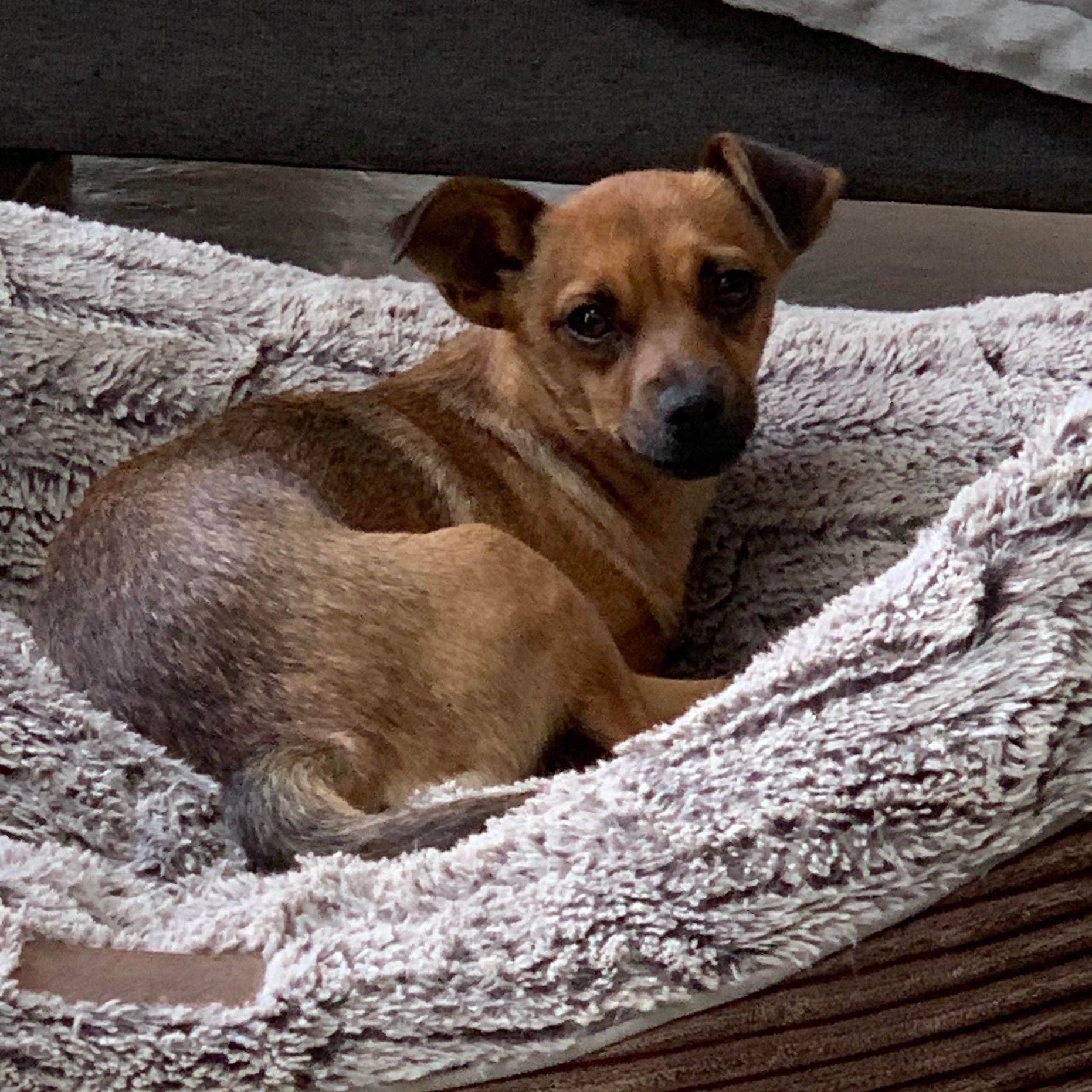 chien type pinscher fauve charbonné couché dans un panier gris