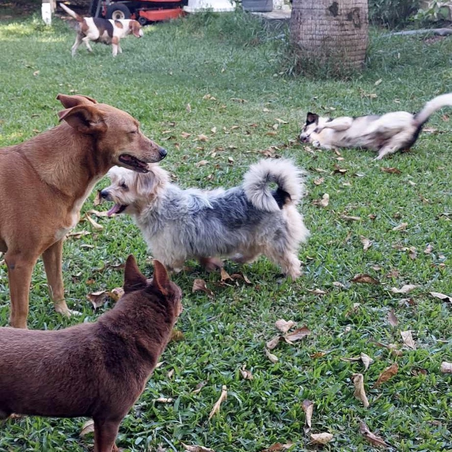 plusieurs chiens dans un jardin, un yorkshire au milieu