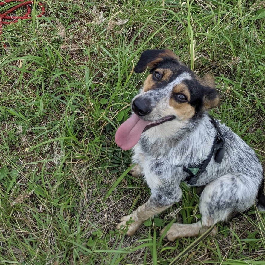 chien tricolore typer berger australien assis sur de l'herbe