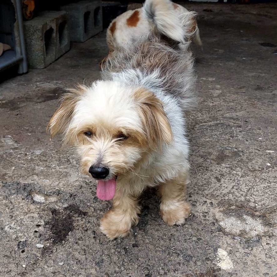 chien de type yorkshire terrier debout de face