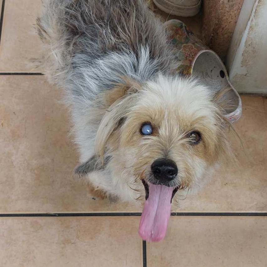 chien de type yorkshire présentant une cataracte vue d'en haut, il tire la langue