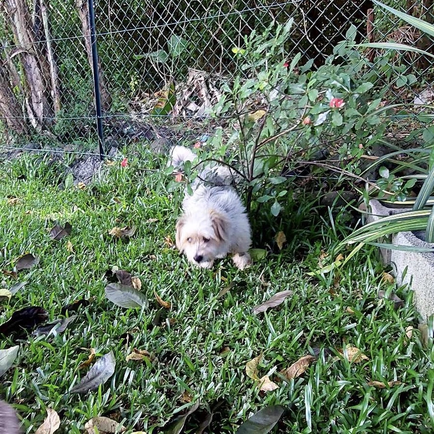 chien de type yorkshire