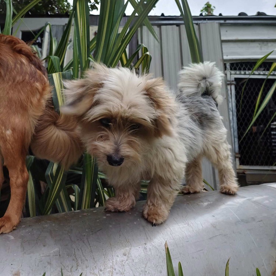 chien de type yorkshire qui semble sourire