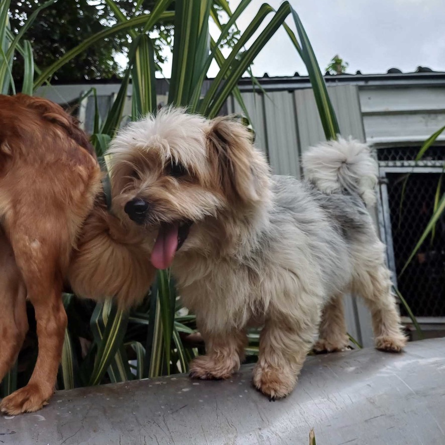 chien de type yorkshire qui semble sourire