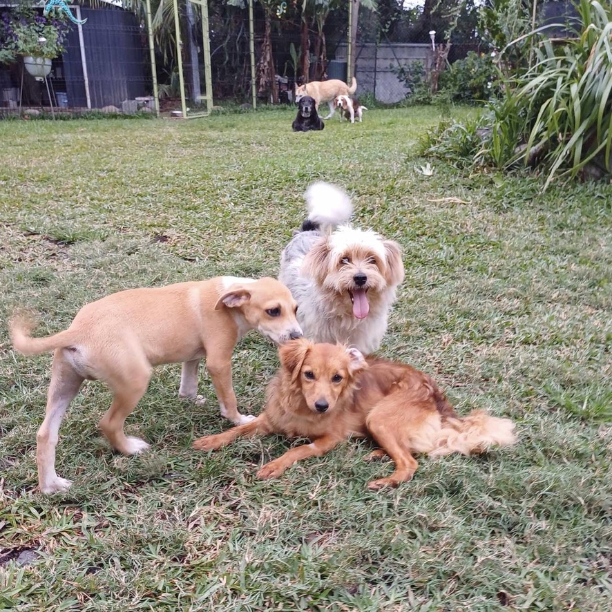 trois chiens jouent dans un jardin