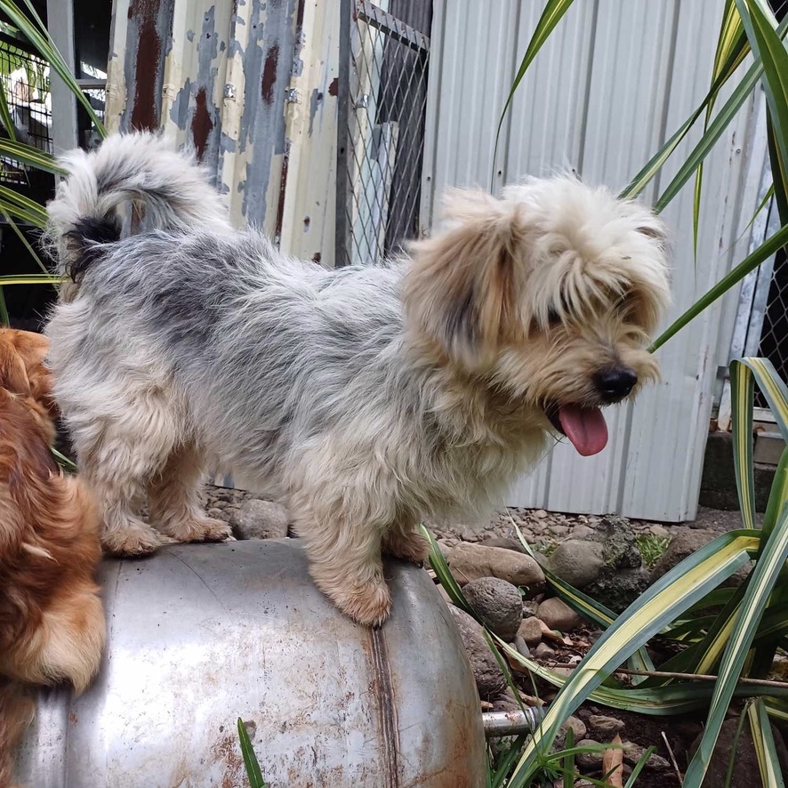 chien de type yorkshire qui semble sourire, de profil