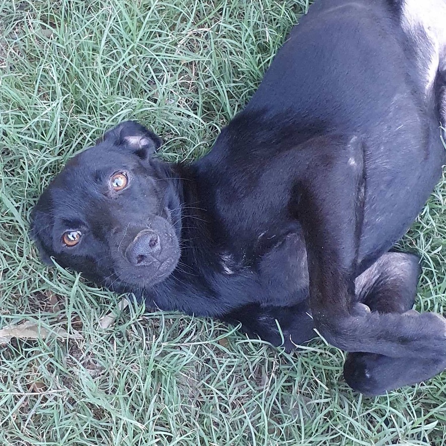 chien noir couché sur le dos dans l'herbe