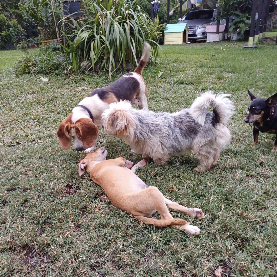 plusieurs chiens jouent dans un jardin