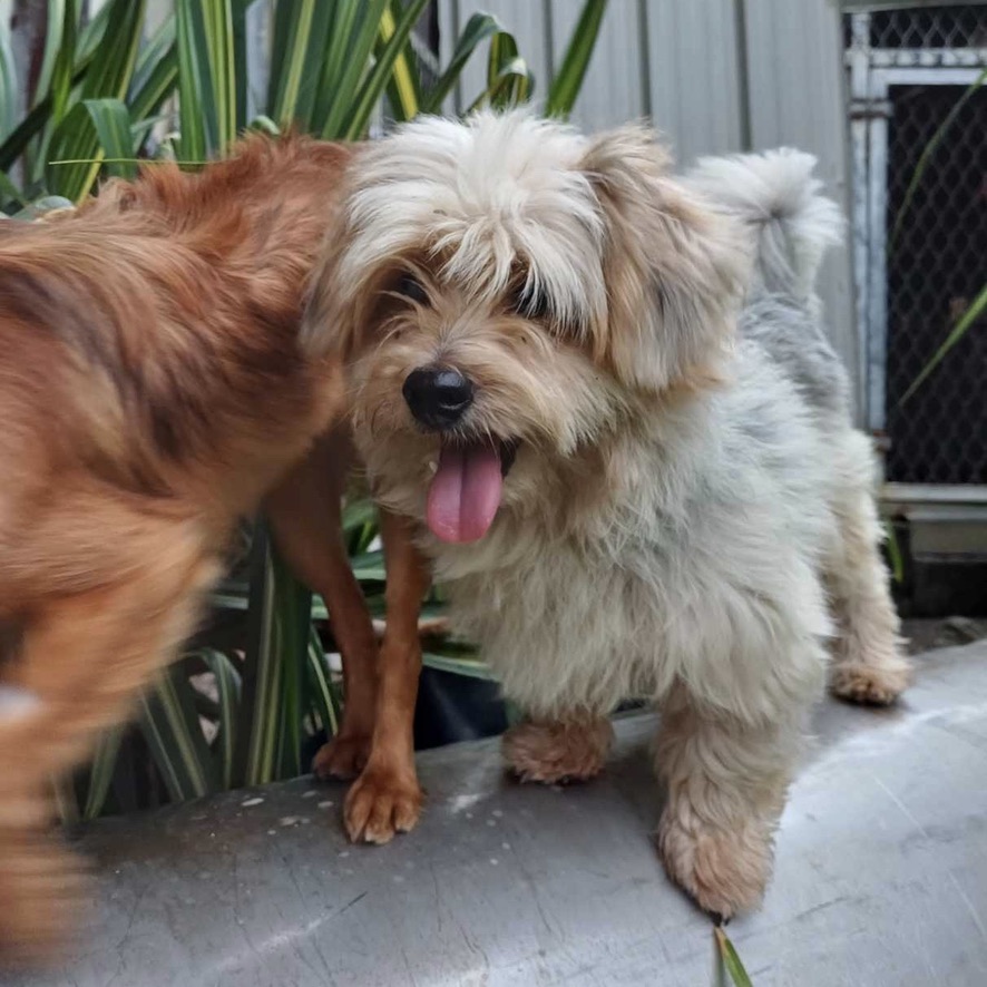 chien de type yorkshire qui semble sourire