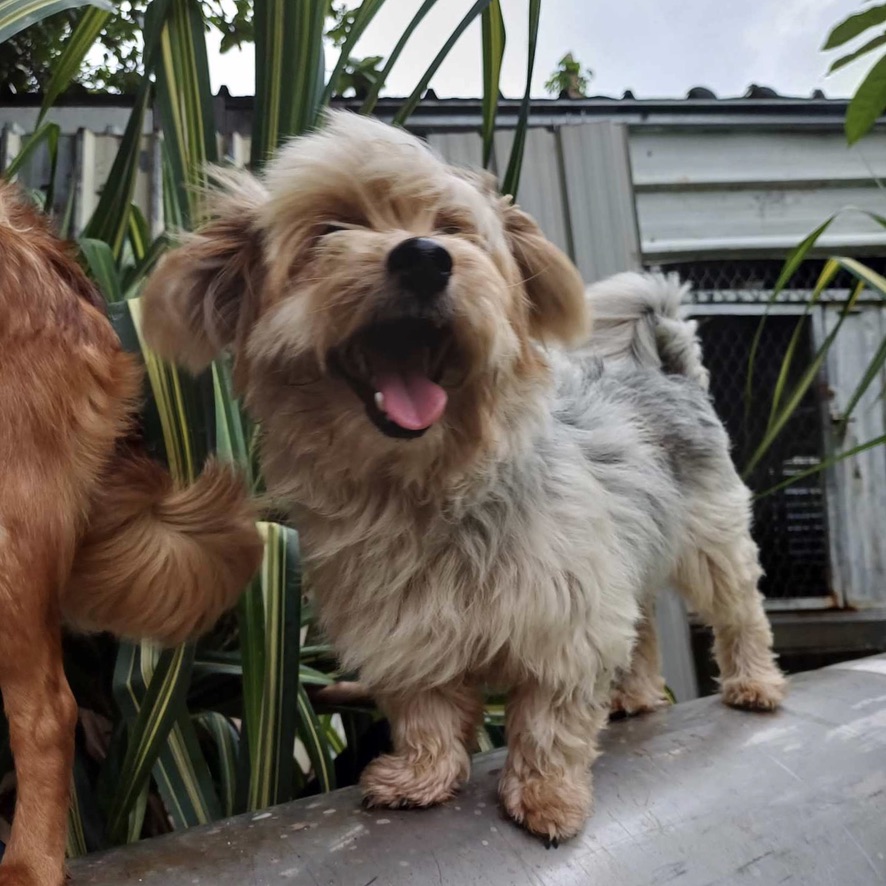 chien de type yorkshire qui semble sourire
