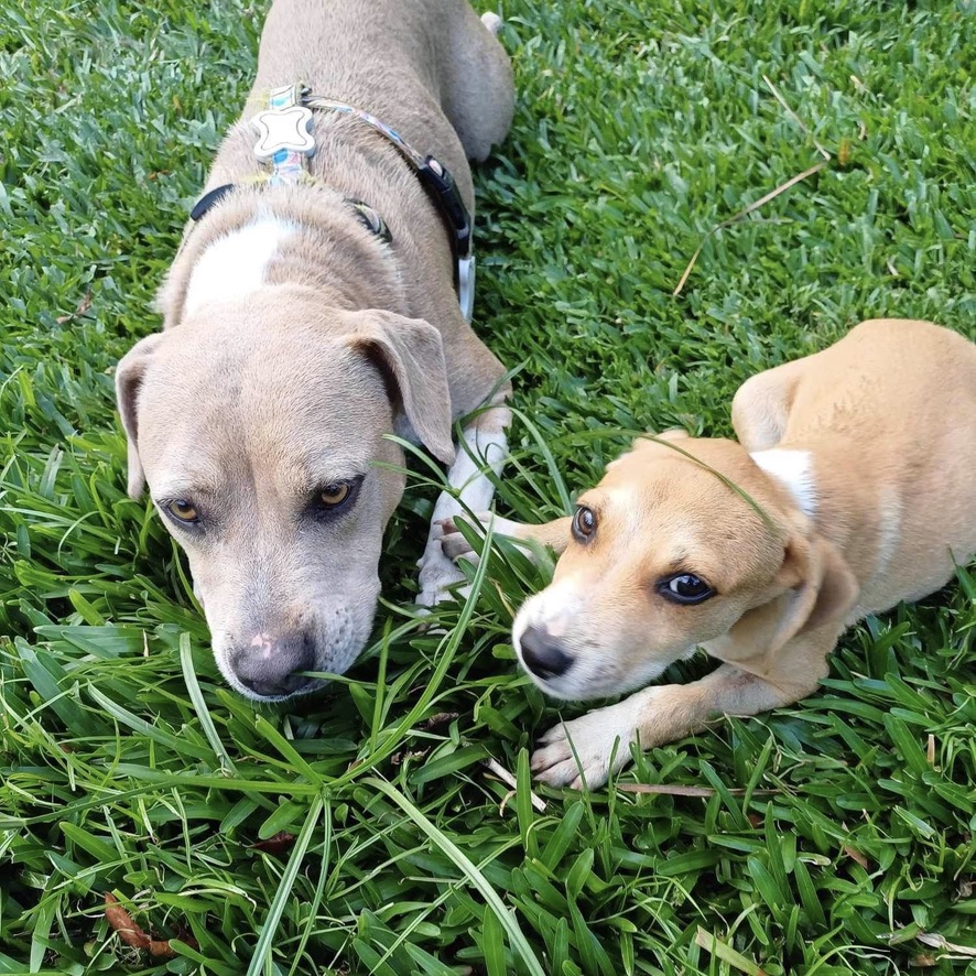 deux chiens couchés dans l'herbe, un chiot fauve et blanc et un chien gris