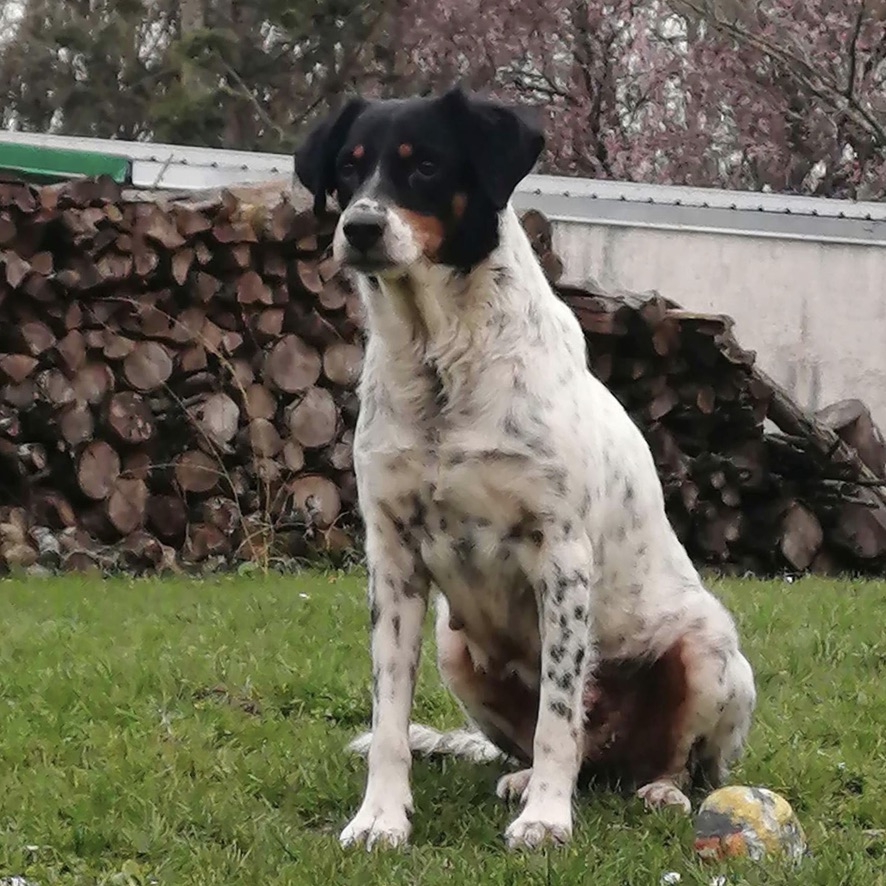 chien de type épagneul tricolore truité assis dehors