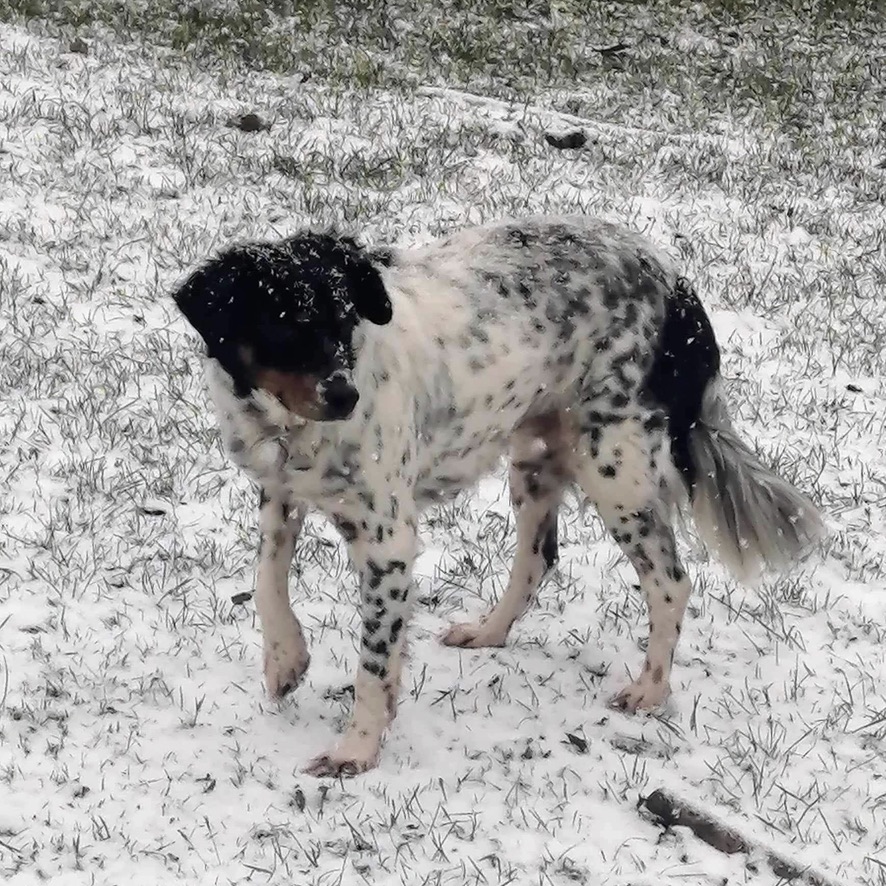 chien de type épagneul tricolore truité debout dehors dans un paysage ennei