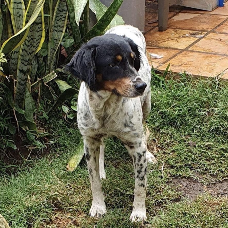 chien de type épagneul debout de face