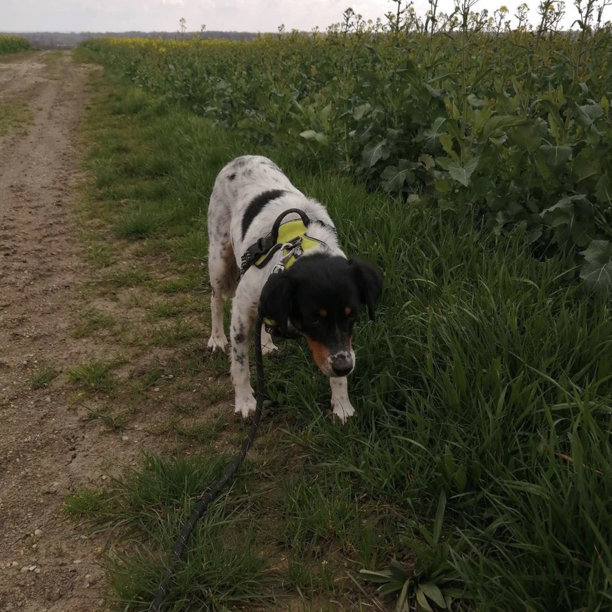 chien de type épagneul noir et blanc tacheté, il est debout et porte un harnais vert