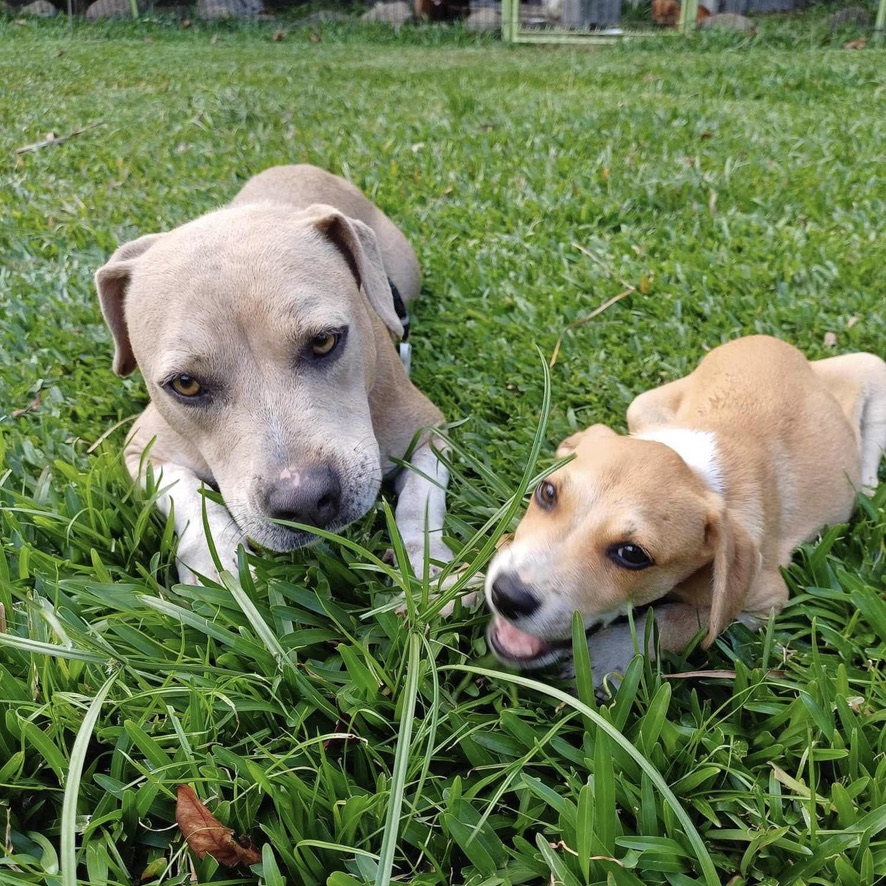 deux chiens couchés dans l'herbe, un chiot fauve et blanc et un chien gris de face