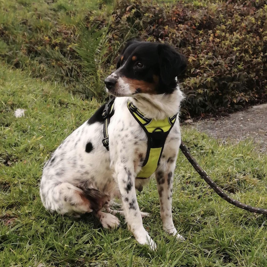 chien de type épagneul noir et blanc tacheté, il est assis et porte un harnais vert