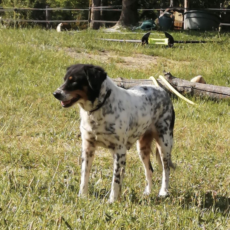 chien de type épagneul tricolore truité debout dehors