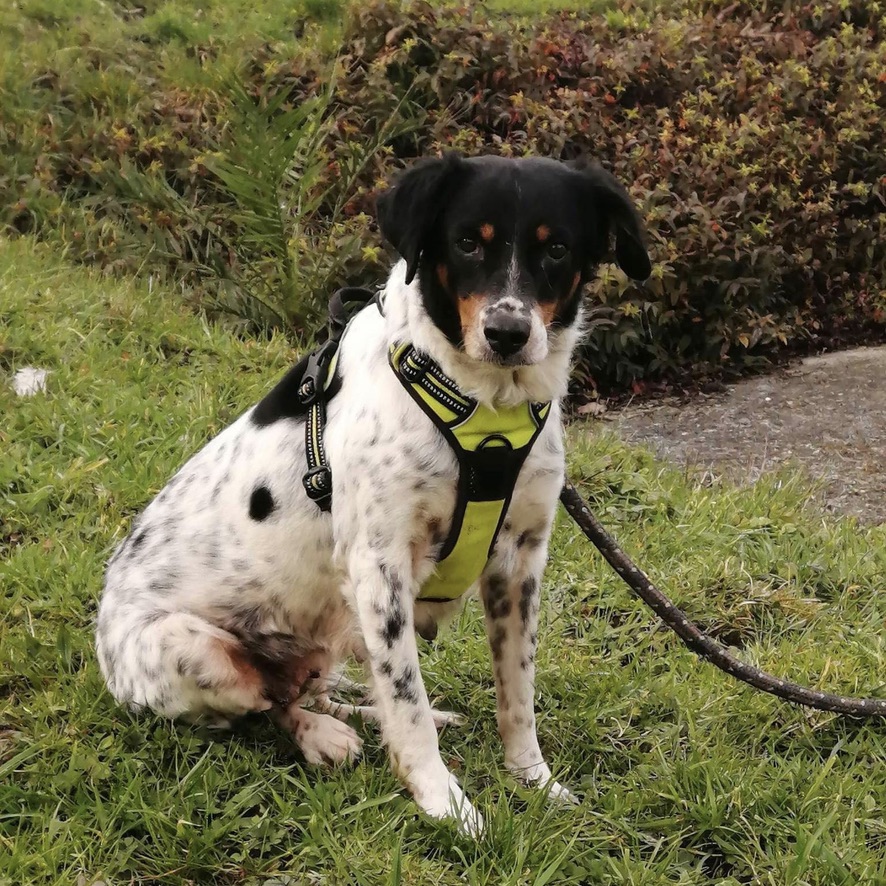 chien de type épagneul noir et blanc tacheté, il est assis et porte un harnais vert