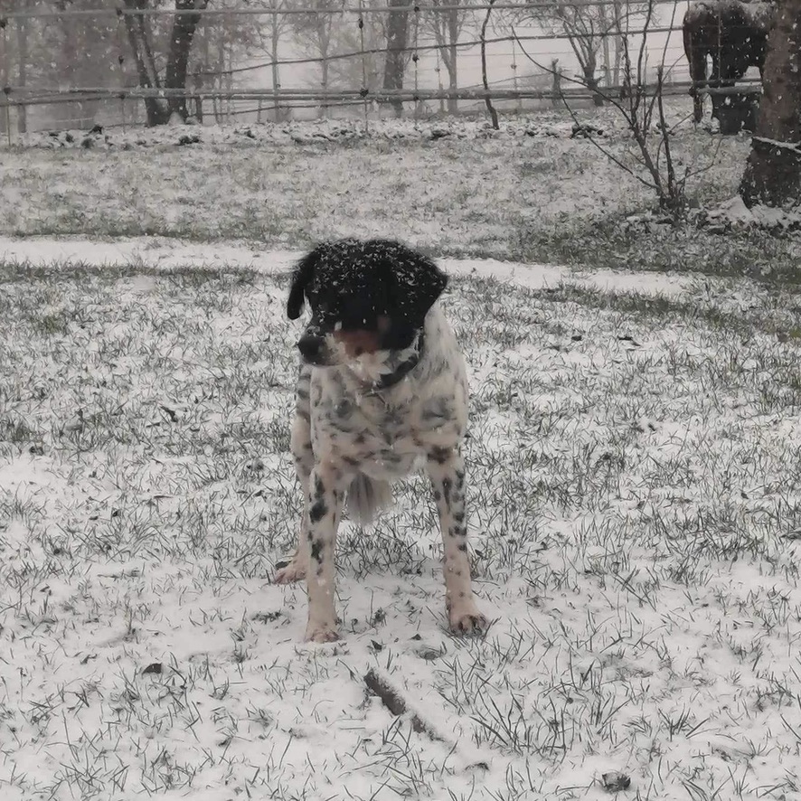 chien de type épagneul tricolore truité debout dehors dans un paysage enneigé