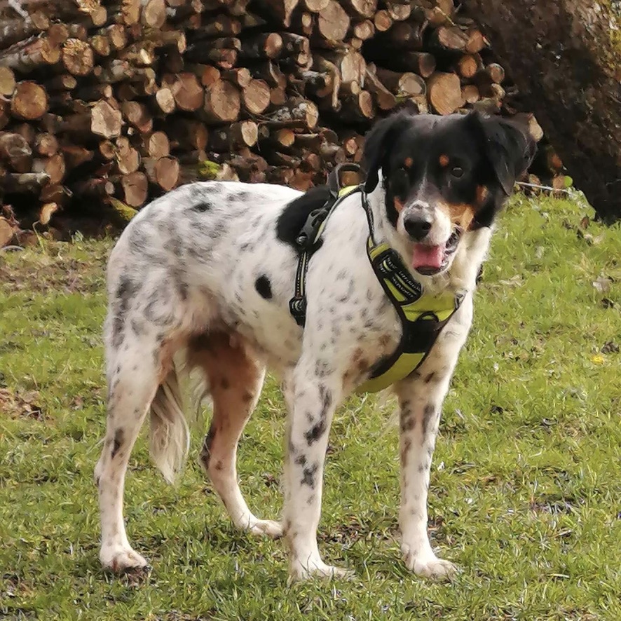 chien de type épagneul noir et blanc tacheté, il est debout et porte un harnais vert