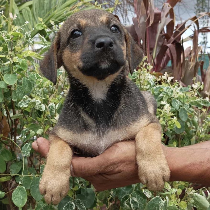 chiot de type berger porté dans une main masculine. La photo est prise de face