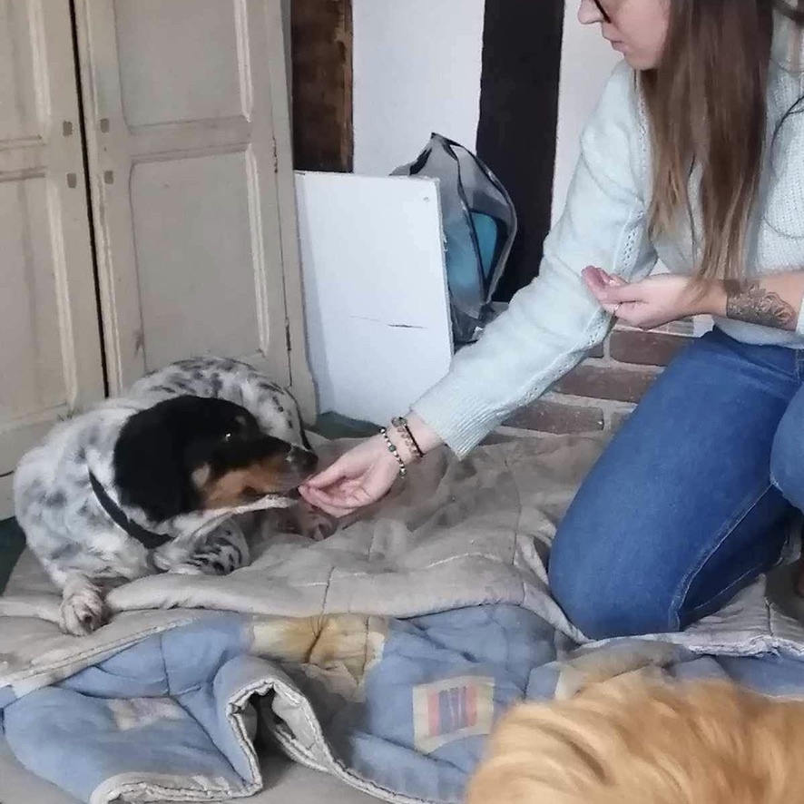 chien qui prend une friandise dans la main d'une femme avec timidité, le chien est couché dans un panier