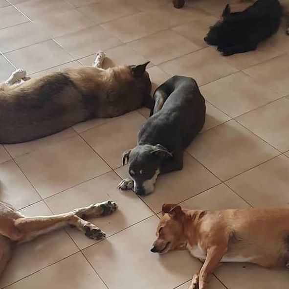 plusieurs chiens couchés au sol, sur un carrelage